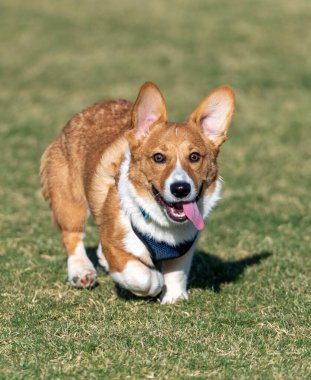 Corgi köpek yavrusu parkta oynuyor. Çimlerin arasında, dili dışarıda.