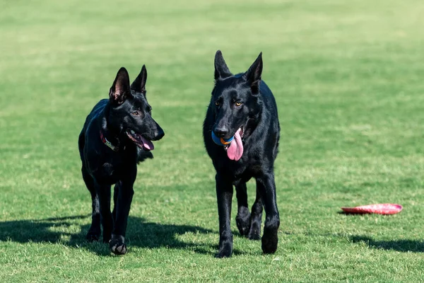 Two young black German Shepherd puppies at the park playing in the grass