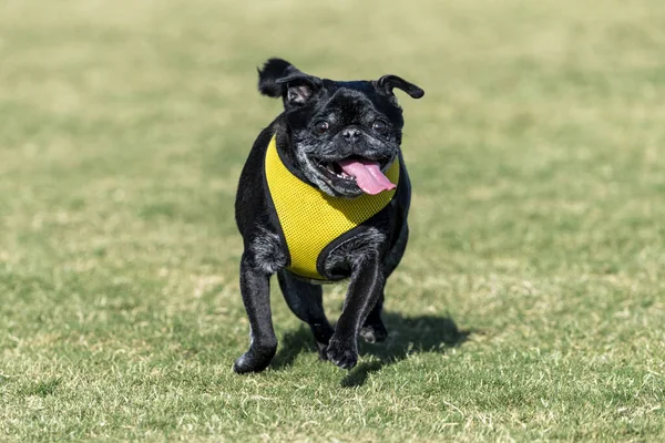 Μεγαλύτερο Μαύρο Pug Στο Πάρκο Στο Γρασίδι Χαμογελώντας — Φωτογραφία Αρχείου