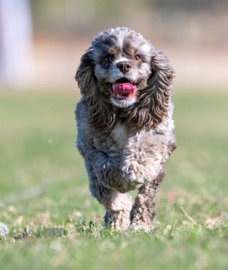Kahverengi, bronz tenli ve beyaz cocker spanyel süratli kedi yemi parkurunda çizgiyi takip ediyor.