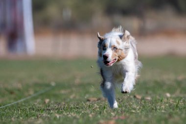 Hızlı CAT etkinliği sırasında Avustralya çoban köpeği çimlerin üzerinde yem kovalıyordu.