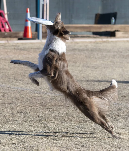 Border Collie Havada Beyaz Bir Disk Yakalamak Üzere — Stok fotoğraf