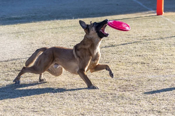 Βελγικό Malinois Πολύ Επικεντρώθηκε Στην Αλίευση Ενός Ροζ Δίσκου Όπως — Φωτογραφία Αρχείου