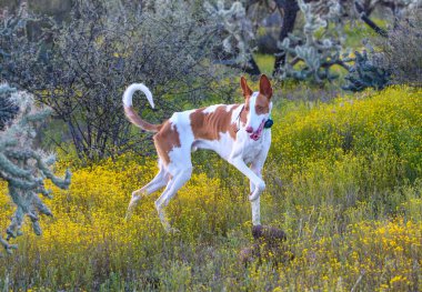 Ibizan hound out hunting rabbits in the tall desert weeds clipart