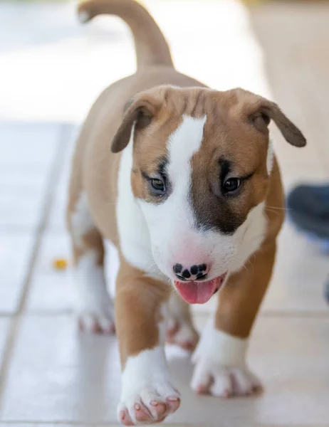 Första Gången Utomhus För Liten Tjur Terrier Valp Nära Håll — Stockfoto