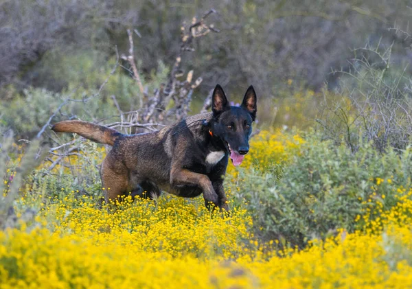 Ciemny Belgijski Pies Malinois Wychodzi Żółtych Chwastów — Zdjęcie stockowe