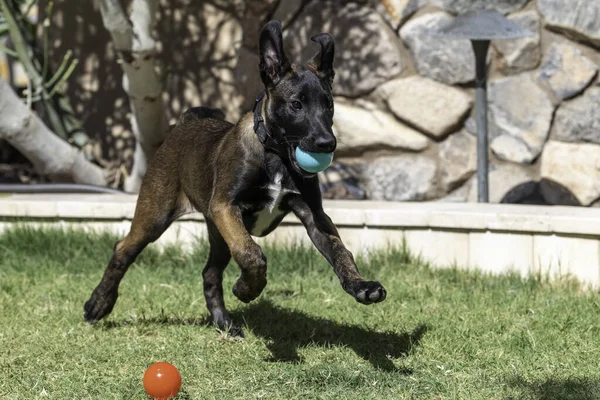 庭の芝生の上を緑のボールで走るベルギーのマリノスの子犬 — ストック写真