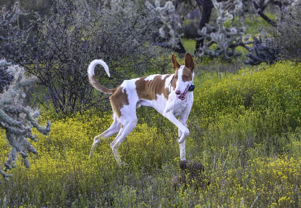 伊比桑猎犬在高高的沙漠杂草中猎杀兔子 免版税图库照片