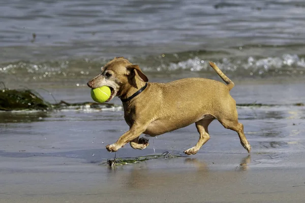 Dauschund Spiaggia Esecuzione Con Una Palla Grandi Dimensioni Bocca — Foto Stock