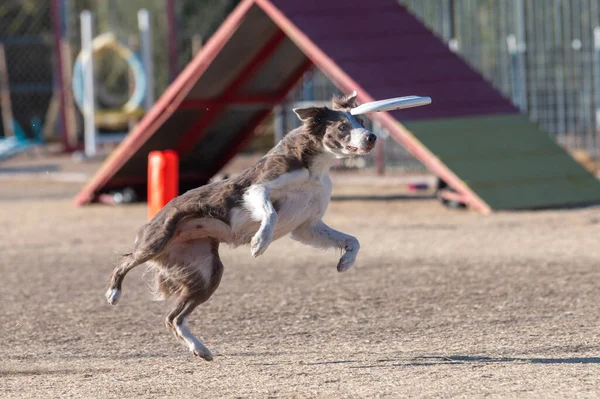 Collie Confine Che Scende Dal Salto Mentre Fissa Disco — Foto Stock