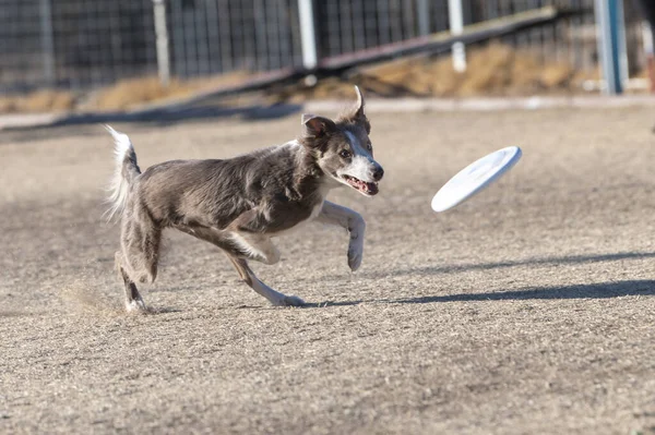 Border Σκυλί Collie Επικεντρώθηκε Ένα Λευκό Δίσκο Που Είναι Έτοιμος — Φωτογραφία Αρχείου