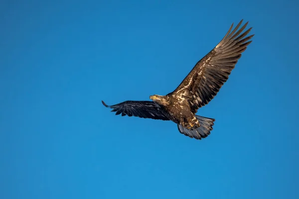 Aigle Chauve Juvénile Volant Contre Ciel Bleu — Photo