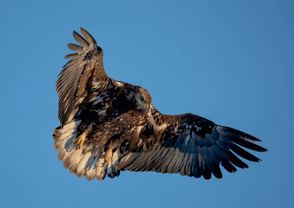 Juvenile Bald Eagle Blue Sky Taking — Stock Photo, Image