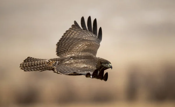 低空飞行 年轻的红尾鹰 免版税图库图片