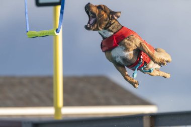Staffordshire Terrier liman dalışı yaparken suyun üzerinden oyuncak kapmak üzereydi.