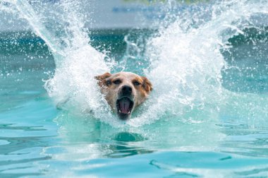 Rıhtımdan atladıktan sonra havuzda oyuncak almaya çalışan kırmızı sığır köpeği.