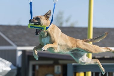 Rıhtımda dalış yaparken, melez bir köpek sarı bir oyuncak kapar.