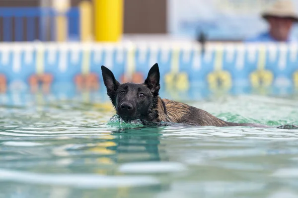 Malcom Cachorro Nadando Una Piscina Mirando Cámara — Foto de Stock