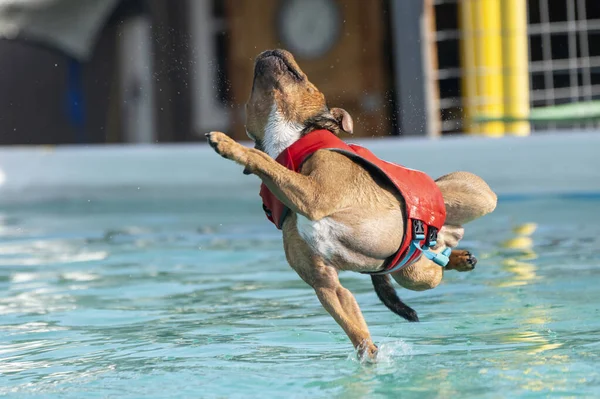 Brown Staffordshire Terrier Σκυλί Προσπαθεί Φτάσει Παιχνίδι Του Και Προσγείωση — Φωτογραφία Αρχείου