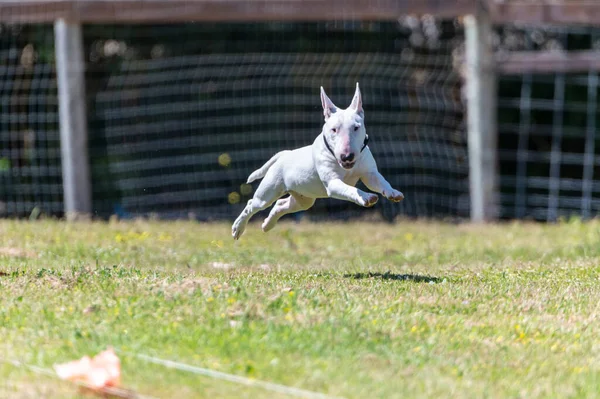 Miniature White Bull Bull Terrier Fastcat Lure Line Race — Stock Photo, Image