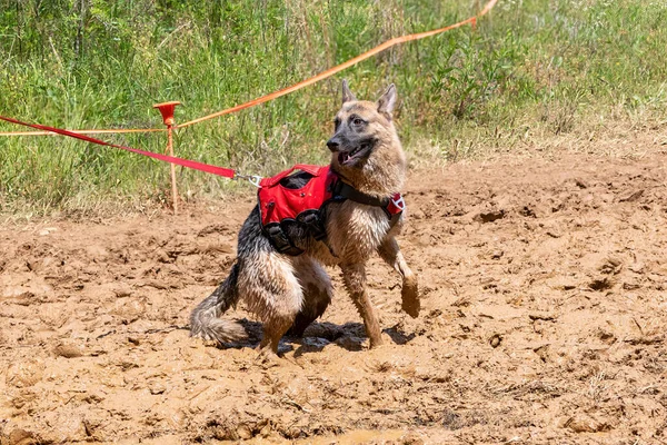 Dirty German Shepherd Mud Playing Mud Race — Stock Photo, Image