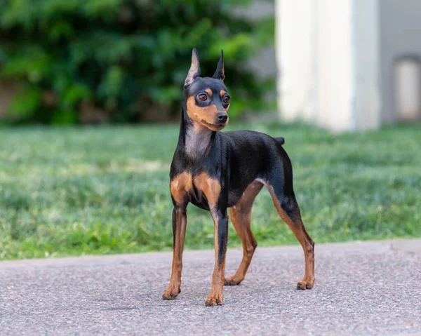 Ein Schwarz Rostiger Min Pin Posiert Draußen Grünen Gras — Stockfoto