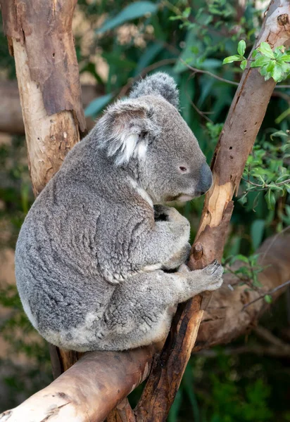 Oso Koala Sentado Banquillo Árbol — Foto de Stock