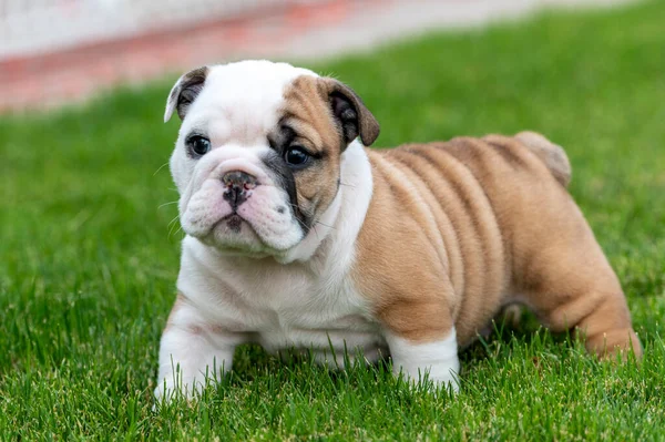 Settimane Vecchio Bulldog Cucciolo Esplorare Esterno Piedi Nell Erba — Foto Stock