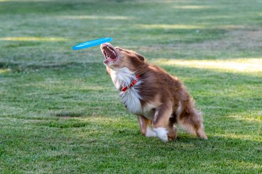 Parktaki köpek mavi bir disk yakalamak üzere.