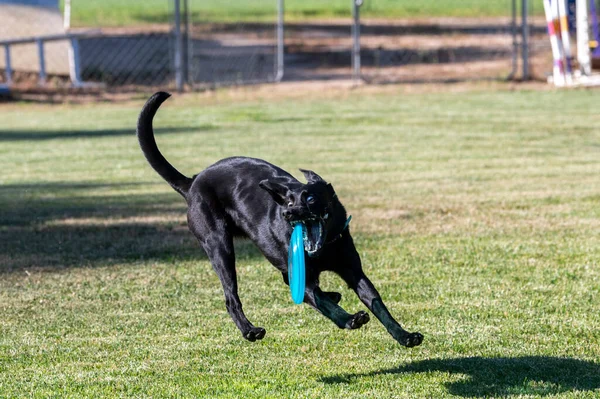Black Labrador Retriever Έτοιμος Αρπάξει Ένα Δίσκο Ενώ Παίζει Στο — Φωτογραφία Αρχείου