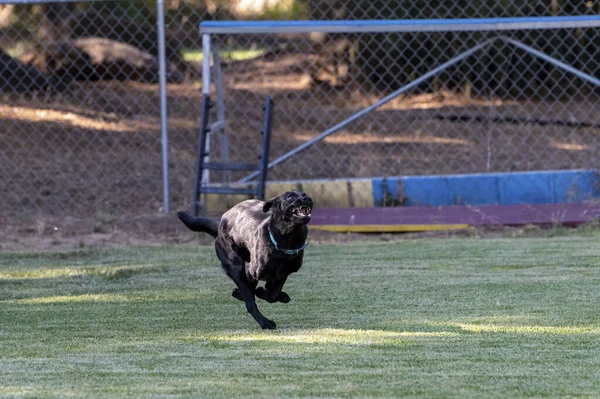 Labrador Retriever Biegnie Trawie Wielkim Uśmiechem Twarzy — Zdjęcie stockowe