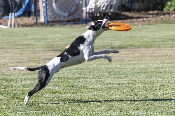 Whippet Dog Prostu Chwytając Dysk Trawniku Podczas Zabawy Połowu — Zdjęcie stockowe