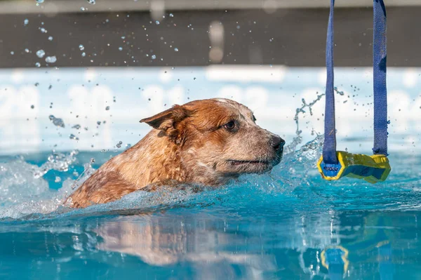 Perro Ganado Rojo Una Piscina Punto Agarrar Juguete Durante Juego — Foto de Stock