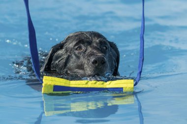 Siyah Labrador Retriever bir oyuncağı kapmak üzere havuzda yüzüyor.