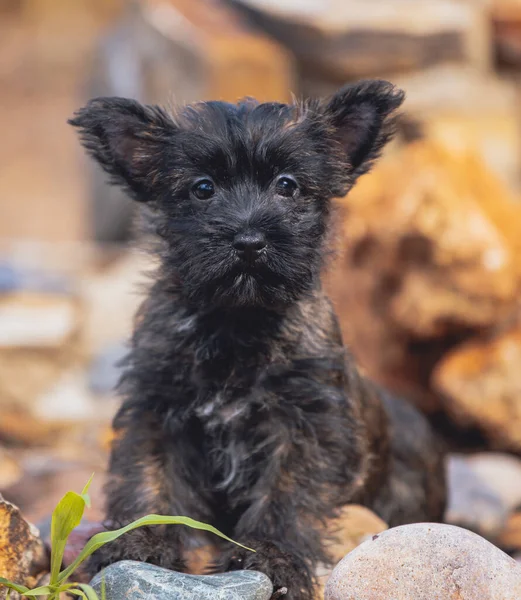 Cairn Terrier puppy posing on a rock