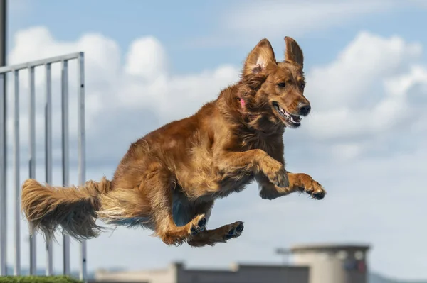 Golden Retriever Πηδώντας Από Μια Αποβάθρα Μια Πισίνα — Φωτογραφία Αρχείου