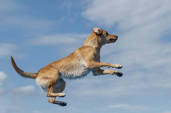Yellow Labrador Retriever Saltando Uma Piscina Presa Contra Céu — Fotografia de Stock