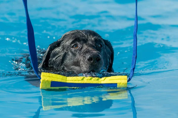 Black Labrador Retriever Nadando Una Piscina Punto Agarrar Juguete — Foto de Stock