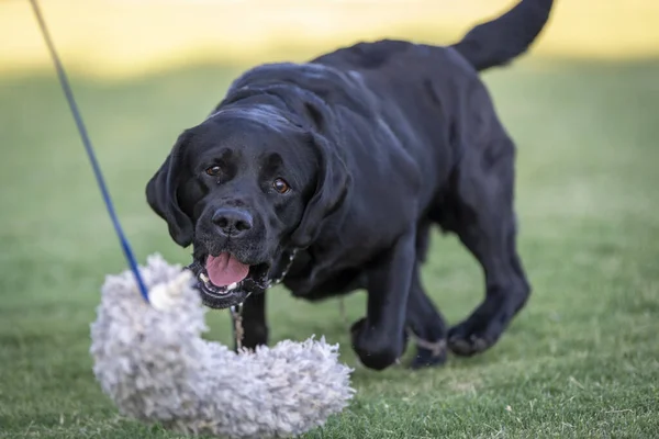 Schwarzer Labrador Retriever Spielt Mit Einem Spielzeug Auf Dem Rasen — Stockfoto