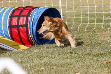 Golden Retriever köpeği tünelden çıkan çeviklik rotasında