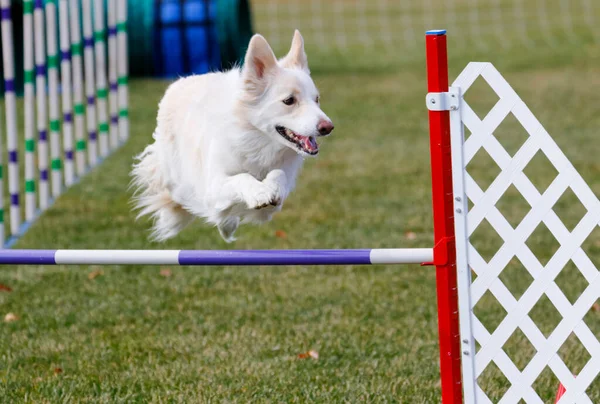 Border Collie Dog Agility Course Going Jump — Stock Photo, Image