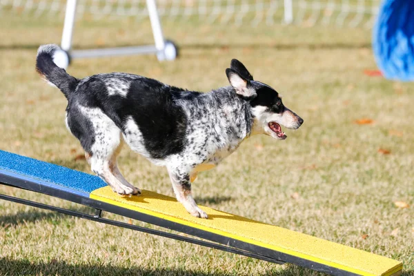 澳大利亚的奶牛狗跑得很敏捷 从跑步机上跳了下来 免版税图库照片