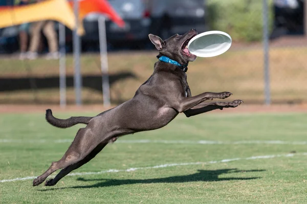 公园里的灰斗牛犬在玩 接一个白色圆盘 图库照片