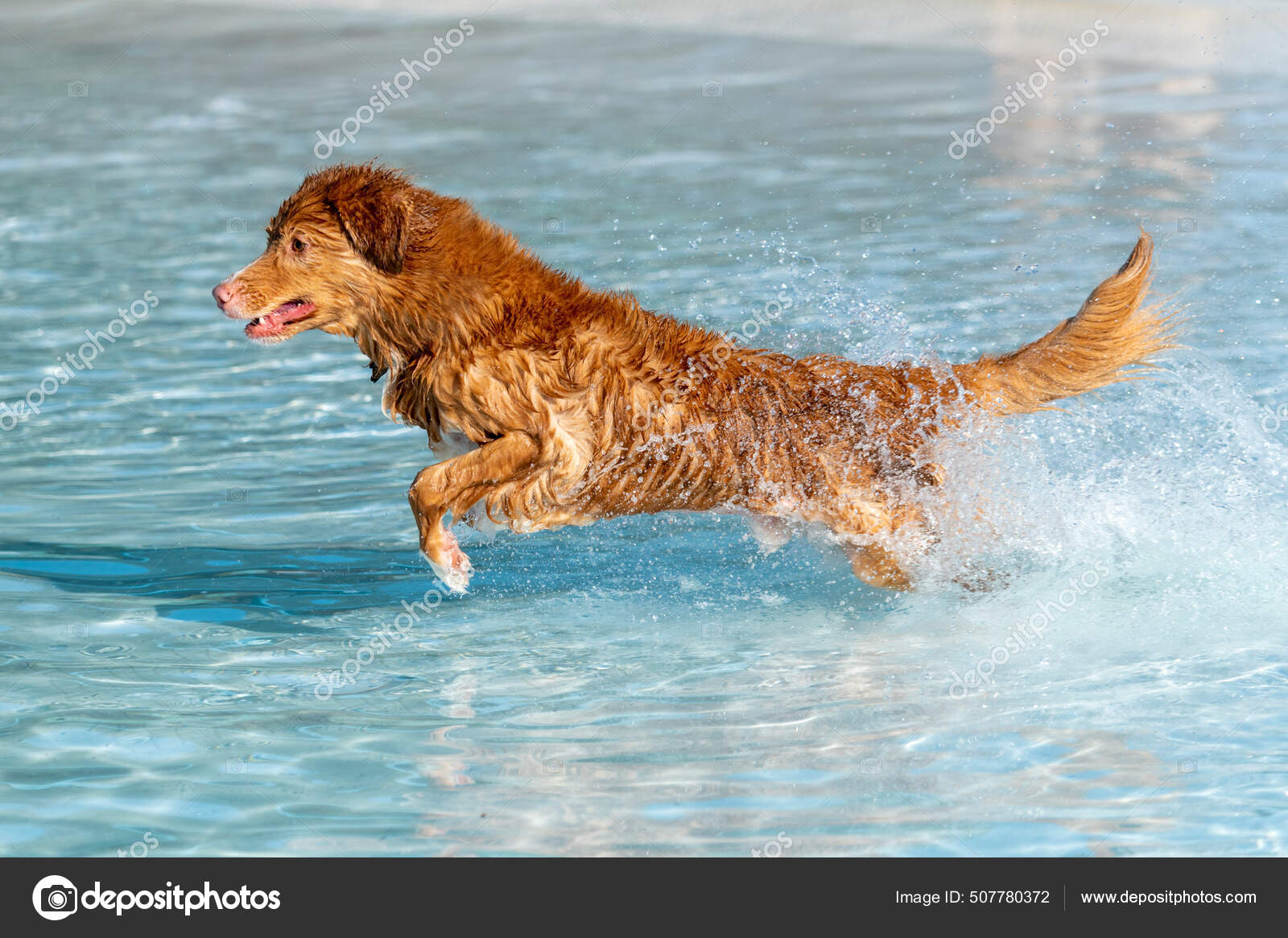 kroppsspråk | Merry Pippin kennel, image size:1600x1165