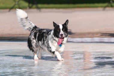 Siyah ve beyaz melez bir köpek, dili yüzme havuzunda geziniyor.