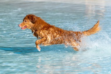 Köpek havuza dalıyor ve oyuncak ararken su sıçratıyor.