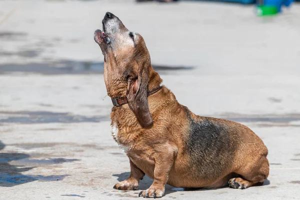 Bassett Hound Dog Outdoor Swimming Pool Sitting Side Howling — Stock Photo, Image