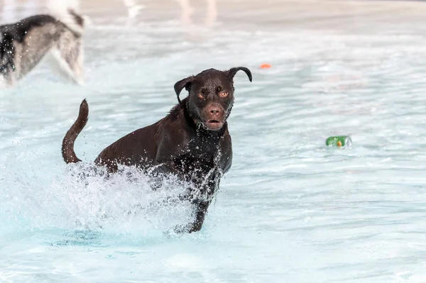 Σοκολάτα Λαμπραντόρ Retriever Τρέχει Μέσα Από Νερό Μια Πισίνα — Φωτογραφία Αρχείου