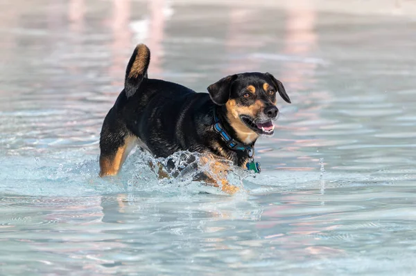 Black Tan Mixed Breed Dog Playing Swimming Pool — Stock Photo, Image