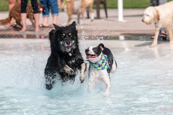 两只狗在游泳池里跑来跑去在水里玩耍 免版税图库图片